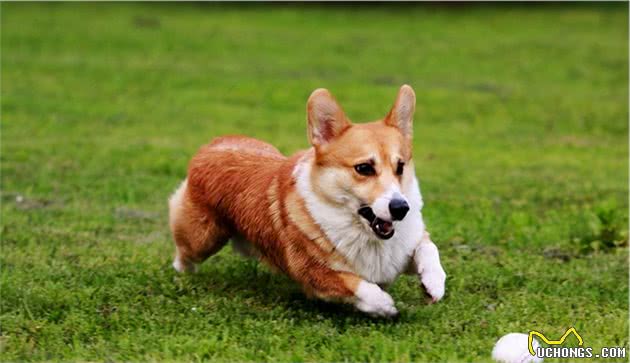 养柯基犬前，要了解这6点，否则你会接受不了