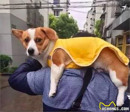 养柯基犬前，要了解这6点，否则你会接受不了