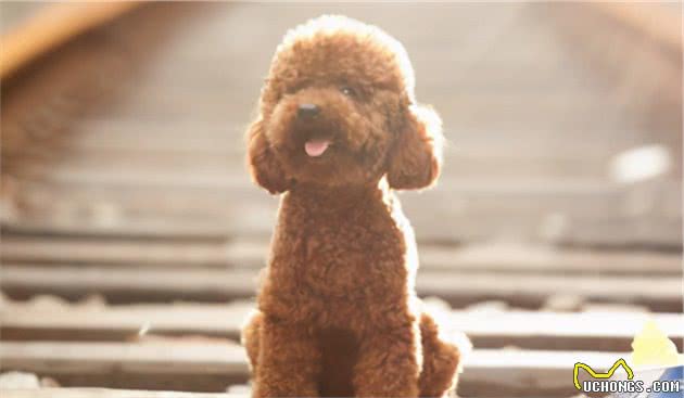 养泰迪犬，还是公的好，养过的都知道