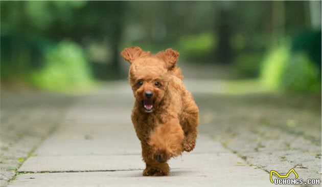 养泰迪犬，还是公的好，养过的都知道