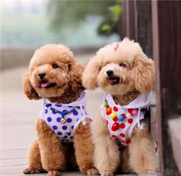 养泰迪犬，还是公的好，养过的都知道
