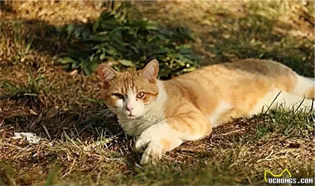 干鼻头or湿鼻头？猫咪鼻子怎样才是健康的？