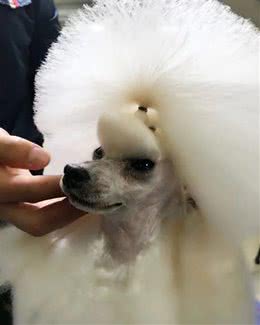 自己在家也能给猫咪狗狗洗澡美容？