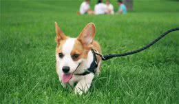 宠主们别乱喂了，这些蔬菜可不是能够喂食给狗吃，别害了它们