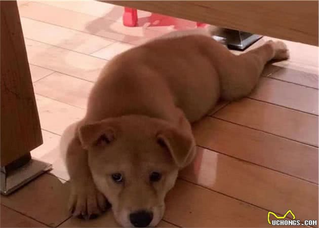 新手养狗3个月的心路历程