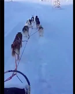 家里的雪橇犬和主人一起坐雪橇，狗：有钱人的生活总是枯燥且乏味