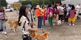 载着狗狗的旅游大巴出发了，狗狗和主人一样快乐