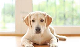 五种适合家庭饲养的大型犬，最后一种你肯定很想养