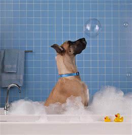 给狗狗洗澡，这5大误区不要犯，宠主都该知道