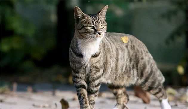 这几种猫咪，堪称“猫中贵族”，养得起的都是土豪