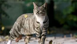 这几种猫咪，堪称“猫中贵族”，养得起的都是土豪