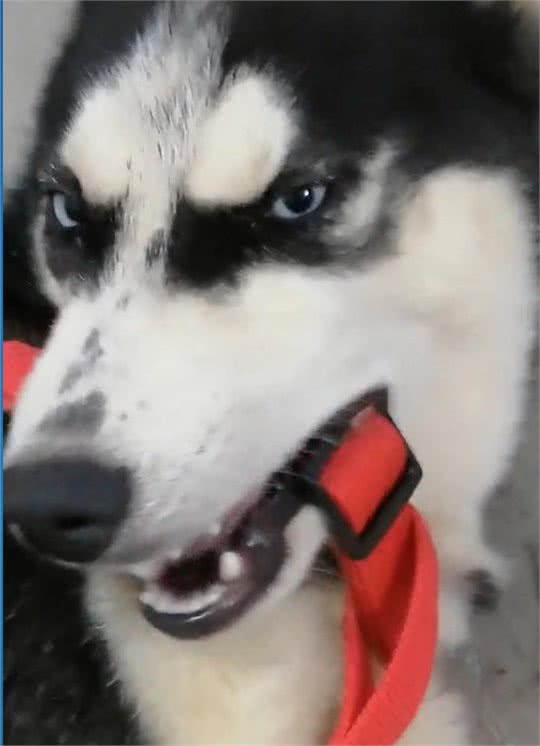 狗狗不吃东西了怎么应对呢