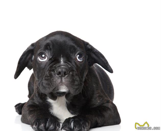 狗狗长大后的性格，跟幼犬的两个恐惧期，有很大的关系