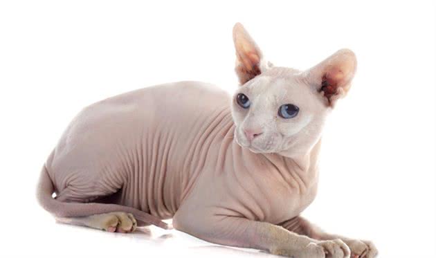 想养猫但又对猫毛过敏的人，福音来了，毛都没有
