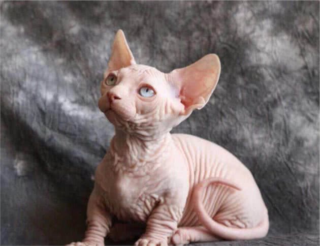 想养猫但又对猫毛过敏的人，福音来了，毛都没有