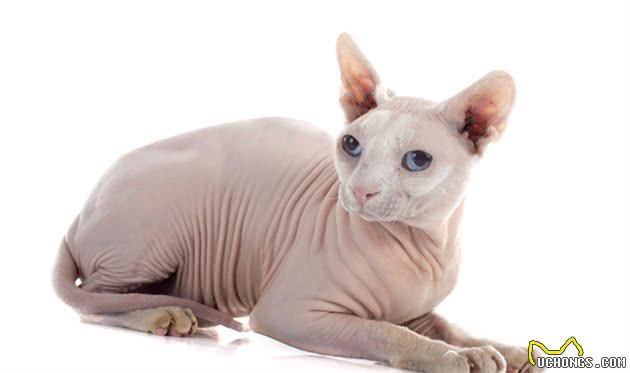 想养猫但又对猫毛过敏的人，福音来了，毛都没有