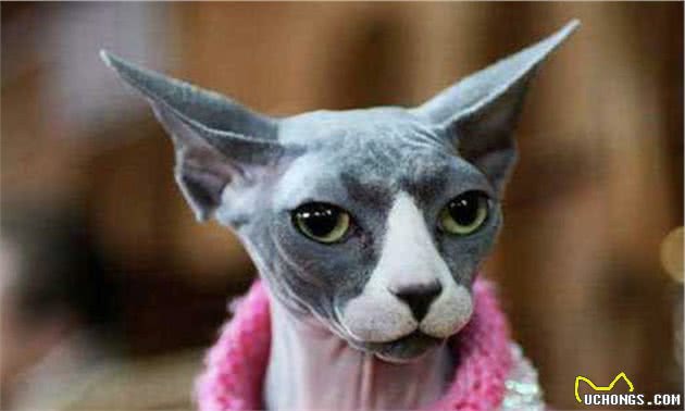 想养猫但又对猫毛过敏的人，福音来了，毛都没有