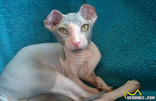 想养猫但又对猫毛过敏的人，福音来了，毛都没有