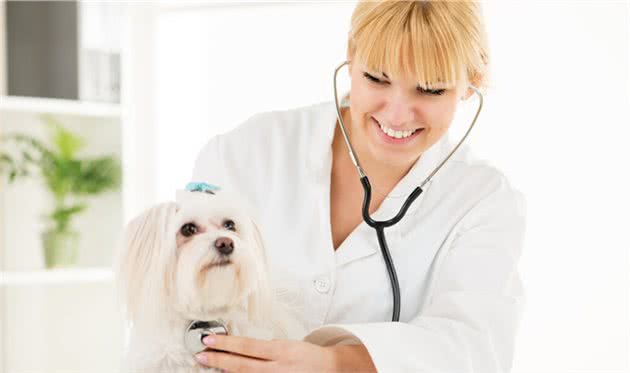 宠物犬：“蛔虫病”的症状和诊断治疗及预防措施统统在这里