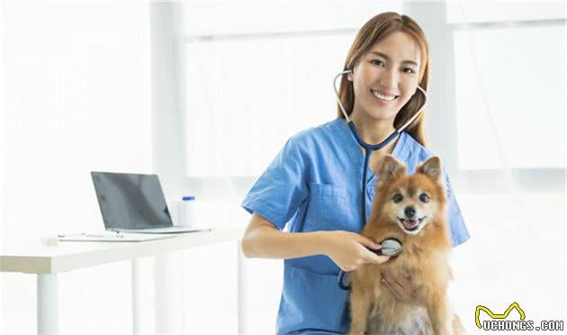 宠物犬：“蛔虫病”的症状和诊断治疗及预防措施统统在这里