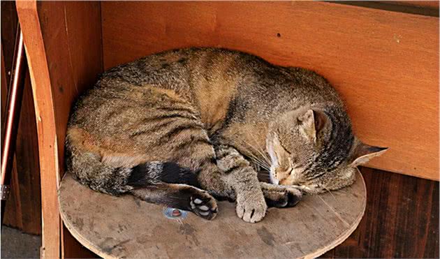 你每天出门后，猫咪都在干什么？对于分离，猫咪比我们想得更在乎