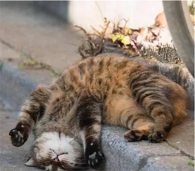 你每天出门后，猫咪都在干什么？对于分离，猫咪比我们想得更在乎