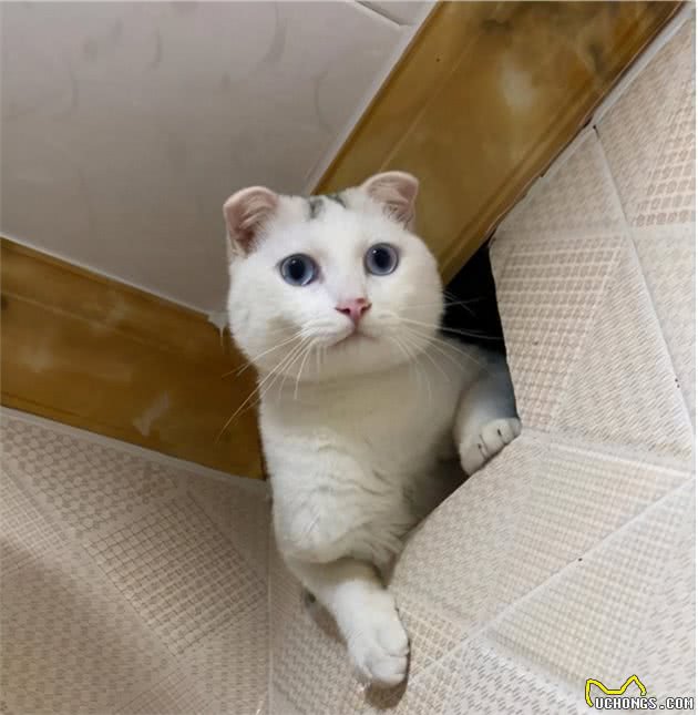你每天出门后，猫咪都在干什么？对于分离，猫咪比我们想得更在乎