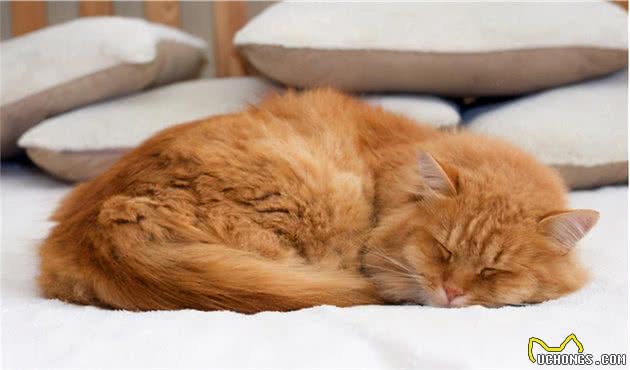 你每天出门后，猫咪都在干什么？对于分离，猫咪比我们想得更在乎