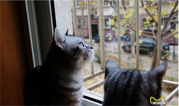 你每天出门后，猫咪都在干什么？对于分离，猫咪比我们想得更在乎