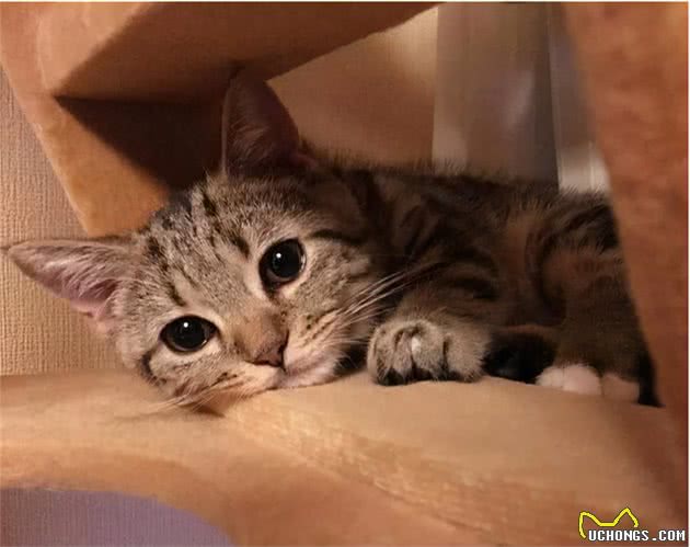 你每天出门后，猫咪都在干什么？对于分离，猫咪比我们想得更在乎