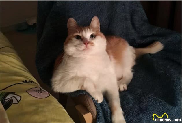 你每天出门后，猫咪都在干什么？对于分离，猫咪比我们想得更在乎