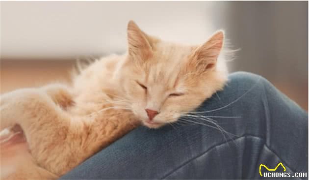 你每天出门后，猫咪都在干什么？对于分离，猫咪比我们想得更在乎
