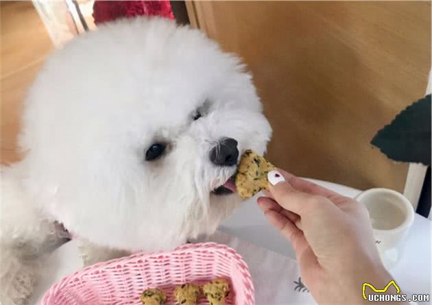 比熊“认主”的6大表现，中三种以上，说明养熟了
