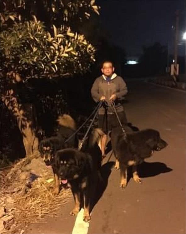 主人半夜遛3只藏獒，走在乡村小道完全不用怕