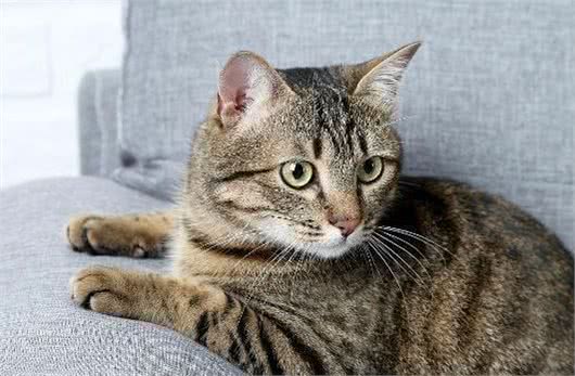 狸花猫为什么是“最受欢迎”的猫咪？网友：实在是太优秀了