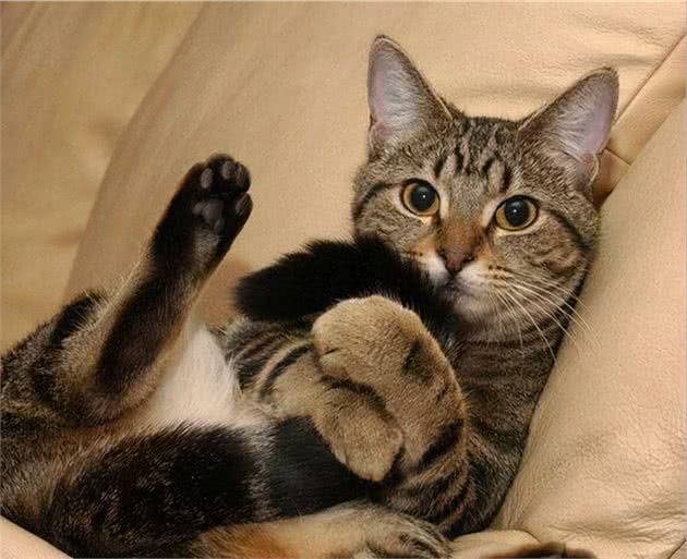 狸花猫为什么是“最受欢迎”的猫咪？网友：实在是太优秀了