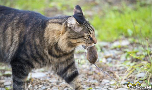 狸花猫为什么是“最受欢迎”的猫咪？网友：实在是太优秀了