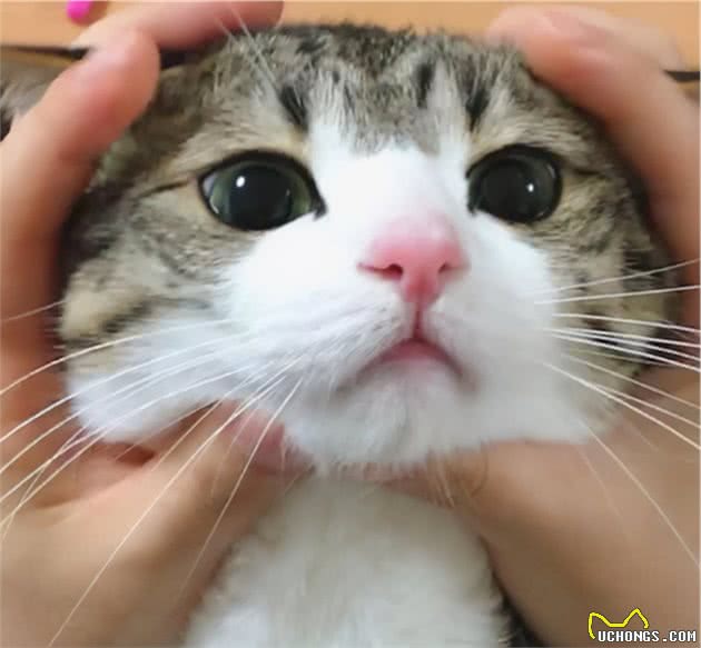 狸花猫为什么是“最受欢迎”的猫咪？网友：实在是太优秀了