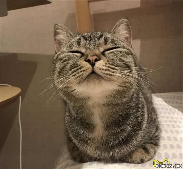 狸花猫为什么是“最受欢迎”的猫咪？网友：实在是太优秀了