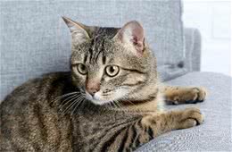 狸花猫为什么是“最受欢迎”的猫咪？网友：实在是太优秀了