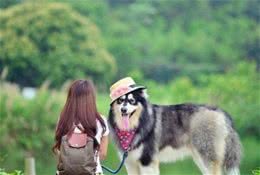 养阿拉斯加犬要面对的“6大难题”，看完你还敢养吗？