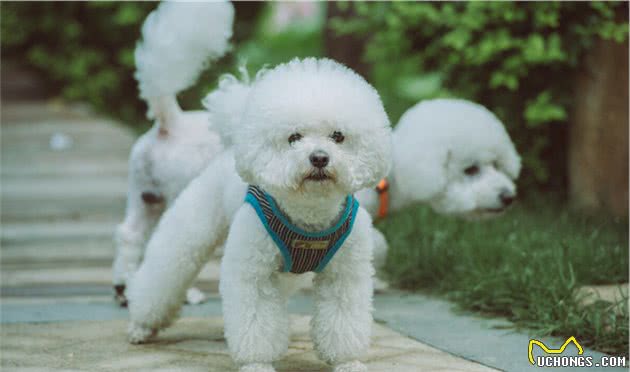 比熊犬好养吗？这些基础知识，一定要知道