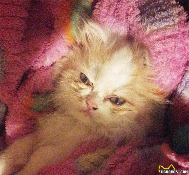 波斯猫整天一脸不爽，感觉对谁都很凶，主人却说这猫咪是开心果