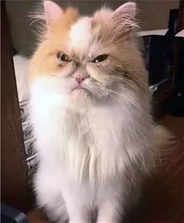 波斯猫整天一脸不爽，感觉对谁都很凶，主人却说这猫咪是开心果