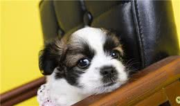 养宠分享：小狗可以吃人的钙片吗有问题吗