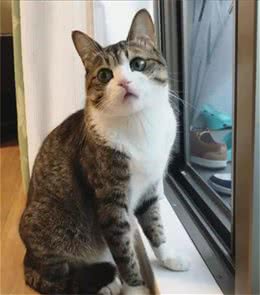 喂养狸花猫的常见雷区，你踩过吗？