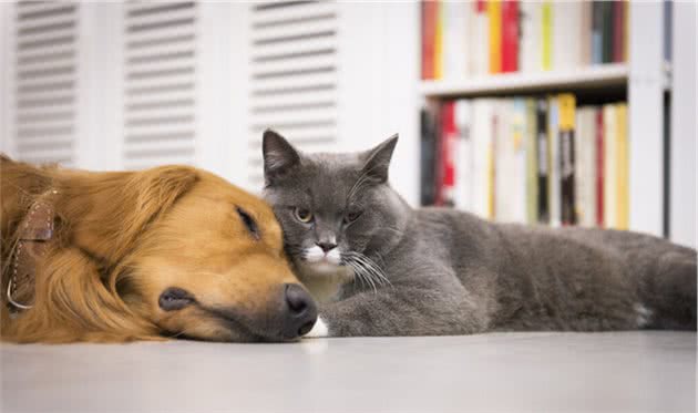 猫狗掉毛大战：最掉毛的3种猫和狗，你会怎么选？