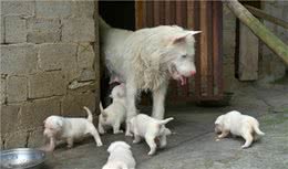 下司犬的5大缺点，网友：就算想养也不敢养啊