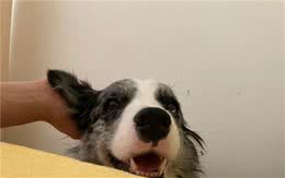 日常生活：与狗狗在一起的幸福时光，此生相伴真好