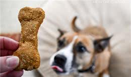 狗狗不需要零食，零食给多了不好！好主人应有自制力